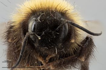 Media type: image;   Entomology 810772 Aspect: head frontal view